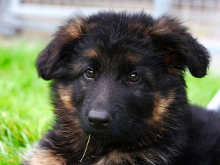 Schäferhundwelpe