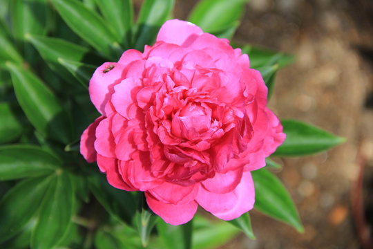 濃いピンク色のシャクヤクの花(宮城県)