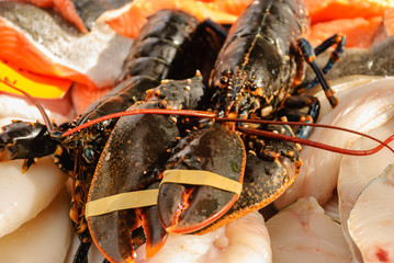 Lobster for sale at a market with elastic bands to keep its pincers shut
