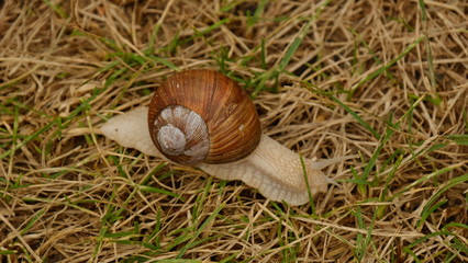 Snail on grass