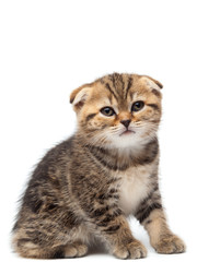 Portrait cat, scottish Fold on white background