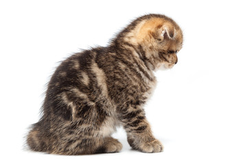 Portrait cat, scottish Fold on white background