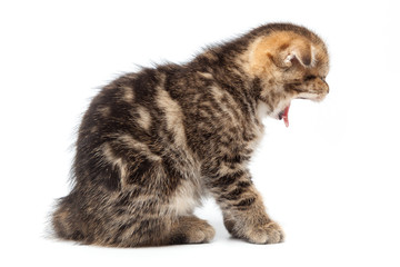 Portrait cat, scottish Fold on white background
