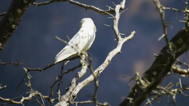 a little corella cockatoo in a tree