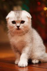 small and beautiful tabby kitten indoor