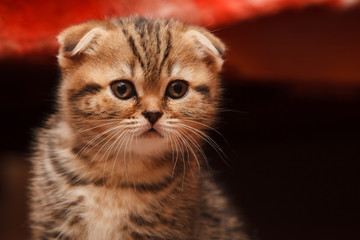 small and beautiful tabby kitten indoor