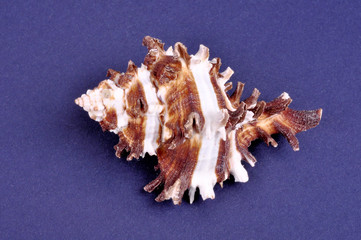 Beautiful seashell on a blue background close-up.