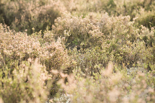 Heather Landscape Plants and Nature