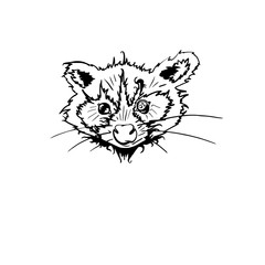 Raccoon isolated. Cute cartoon animal. Funny character. Vector. Black and white. Coloring book pages for adult, kids. Illustration, gift greeting card, branding, logo, label, emblem