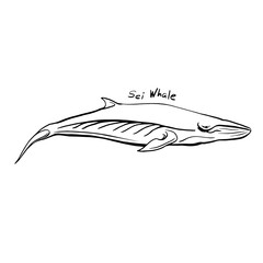 Hand-Drawn Doodle of sei whale. Vector Illustration - stock vector.