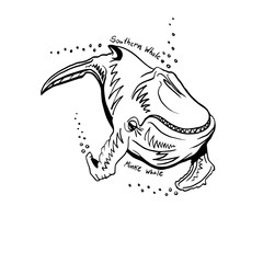 Hand-Drawn Doodle of southern whale. Vector Illustration.
