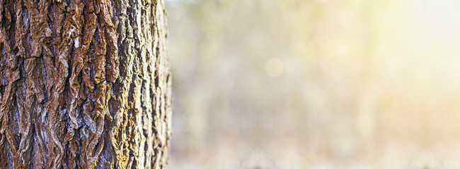 Tree trunk close-up in the forest - web banner with copy space - obrazy, fototapety, plakaty