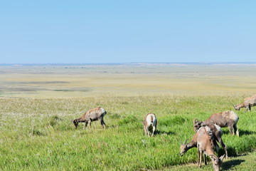 Bighorn Sheep Grazing, Badlands National Park, South Dakota