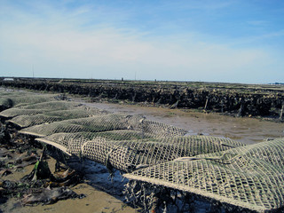 Austernfarm in der Bretagne