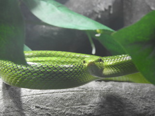 Fototapeta premium Emerald green snake 
