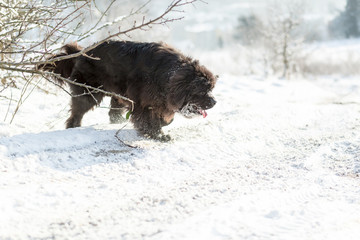 Newfoundland playing in the snow.