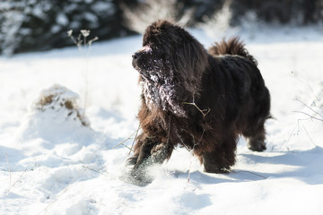 Newfoundland playing in the snow.