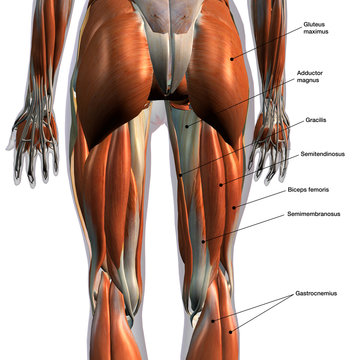 Leg Muscles Labeled on White
