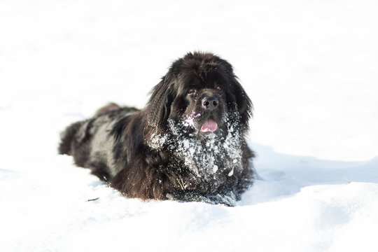 Newfoundland playing in the snow.