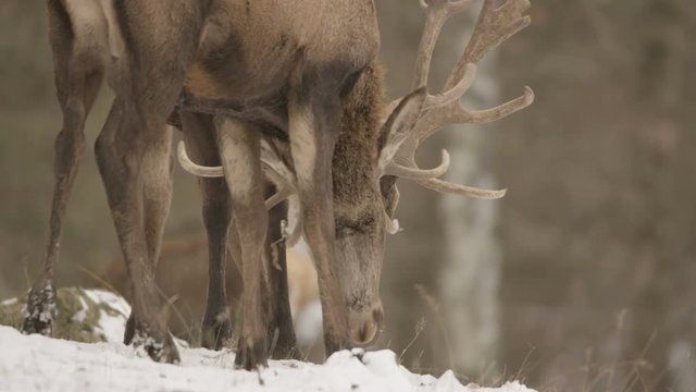 red deer in winter - red epic 5k footage