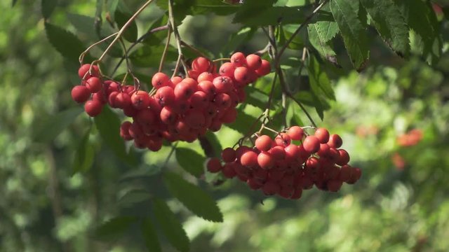 Ripe rowan berries on green branches mountain ash tree in forest. Close up bright berries roman trees on background green foliage trees in garden