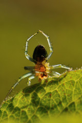 Spider yoga