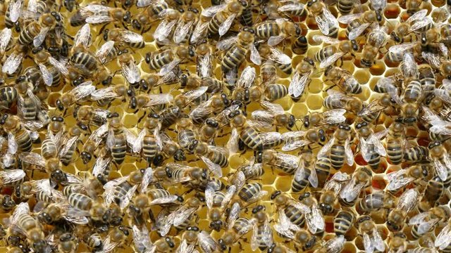 A macro view of a swarm of buzzing striped bees crawling and humming on a wooden board with hexagons full of healthy wax and tasty honey.