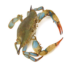 Blue Crab with white background