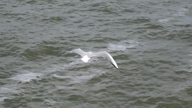Gabbianella in volo sul mare
