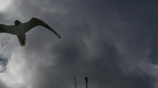 Gabbianella in volo sul mare