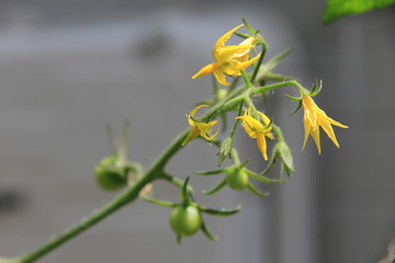 ミニトマトの小さな花(宮城県)