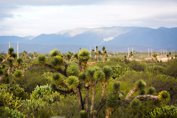 Fototapeta na wymiar Dry Desert at daylight with cactuses