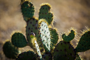 Dry Desert at daylight with cactuses