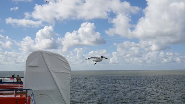 Gabbianelle in volo