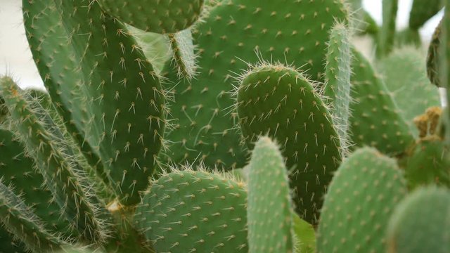 15894_The_sharp_leaves_of_the_cactus_in_the_garden.mov