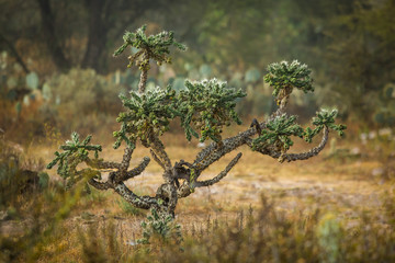 Dry Desert at daylight with cactuses