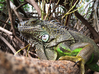 Iguana at  mangrove swamp
