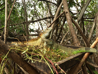 Iguana at  mangrove swamp