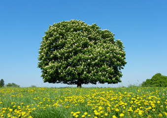 Baum, groß, alt, Wiese, Löwenzahn, Blume, Horizont