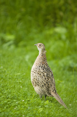 Pheasant