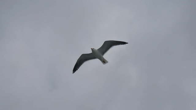 Gabbiano in volo