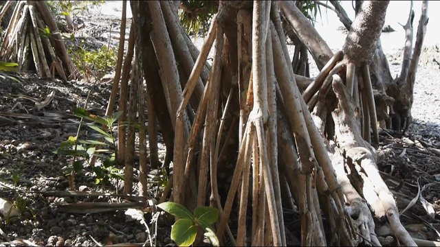 Slider shot of  pandanus roots on a Whitsunday's beach.