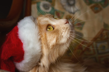 Maine Coon Katze mit Weihnachtsmütze