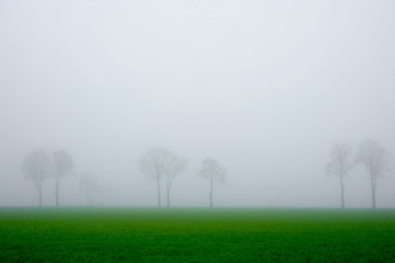Obraz na płótnie Canvas An early morning foggy view of this agraric field with trees and grass and soil