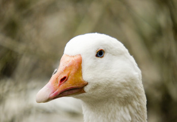 Goose