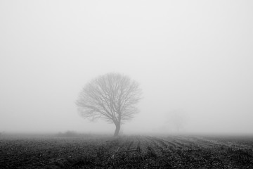 An early morning foggy view of this agraric field with trees and grass and soil in black and white, monochrome