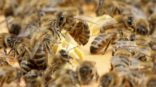 Hundreds of bees cover the yellow and white beecombs. They brough pollen and propolis to their beehive and feel good and happy.