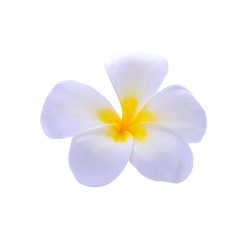 frangimani flower isolated on white