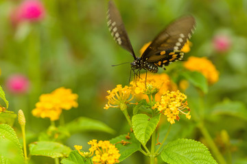 Dancing Black Swallowtail Butterfly - A Black Swallowtail butterfly (Papilio Polyxenes) dancing on golden flowers in a summer garden.