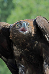 Golden eagle nesting closeup portrait